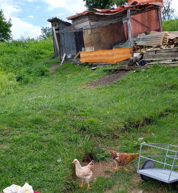 IMG 20210702 165535097 HDR (590x640)