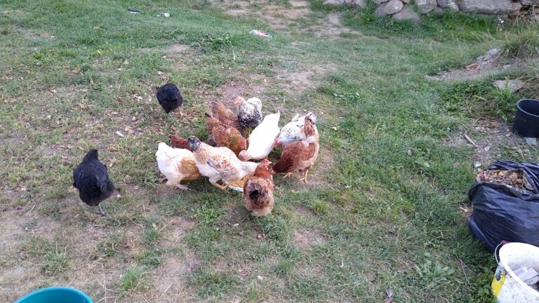 IMG 20210814 183243615 (1024x576)